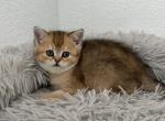 Lola - Scottish Straight Kitten For Sale - Roseville&comma; CA&comma; US
