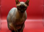 Luna's Litter - Sphynx Kitten For Sale - 