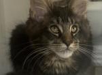 Maine Coon Tabby Males - Maine Coon Cat For Sale - Sioux Falls&comma; SD&comma; US