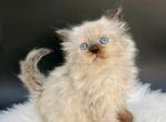 Lugnut - Munchkin Kitten For Sale - Neosho&comma; MO&comma; US