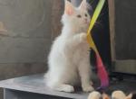 White Maine Coon Female - Maine Coon Kitten For Sale - Sioux Falls&comma; SD&comma; US