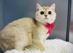 Golden1 - British Shorthair Kitten For Sale - 