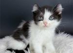 Cosette - American Curl Kitten For Sale - Neosho&comma; MO&comma; US