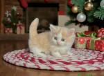 Finn - Munchkin Kitten For Sale - Neosho&comma; MO&comma; US