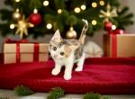 Katniss - Munchkin Kitten For Sale - Neosho&comma; MO&comma; US