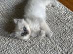 Mr Puffy Pants RESERVED - Ragdoll Kitten For Sale - Mount Vernon&comma; WA&comma; US