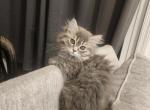 persian himalayan kittens - Persian Kitten For Sale - Las Vegas&comma; NV&comma; US
