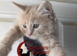 Cream tabby boy - Maine Coon Kitten For Sale - Canyon Lake&comma; CA&comma; US