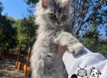 Forever Holmes MCO white female - Maine Coon Kitten For Sale - Waxahachie&comma; TX&comma; US