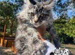 Forever Holmes MCO dark green male - Maine Coon Kitten For Sale - Waxahachie&comma; TX&comma; US
