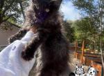 Forever Holmes MCO yellow female - Maine Coon Kitten For Sale - Waxahachie&comma; TX&comma; US