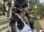 Forever Holmes MCO grey male - Maine Coon Kitten For Sale - Waxahachie&comma; TX&comma; US