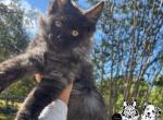 Forever Holmes MCO purple female - Maine Coon Cat For Sale - Waxahachie&comma; TX&comma; US