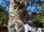 Forever Holmes MCO light pink - Maine Coon Kitten For Sale - Waxahachie&comma; TX&comma; US