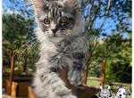 Forever Holmes MCO bw - Maine Coon Kitten For Sale - Waxahachie&comma; TX&comma; US