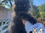 Forever Holmes MCO yellow - Maine Coon Kitten For Sale - Waxahachie&comma; TX&comma; US