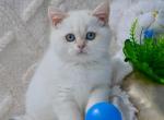 Hank - British Shorthair Kitten For Sale - Pembroke Pines&comma; FL&comma; US