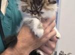 Precious Persian calico - Persian Kitten For Sale - Greenwood&comma; SC&comma; US
