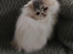 Persian Dilute calico - Persian Kitten For Sale - Greenwood&comma; SC&comma; US