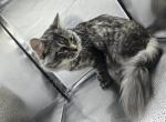 Jafar - Siberian Cat For Sale - Glenn Heights&comma; TX&comma; US
