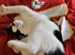 Blake - Ragdoll Kitten For Sale - Overland Park&comma; KS&comma; US