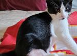 Emerson - Ragdoll Cat For Sale - Overland Park&comma; KS&comma; US