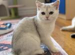 Sveta - British Shorthair Cat For Sale - New York&comma; NY&comma; US