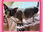 EVE Pending - Bambino Cat For Sale - FL&comma; US