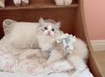 Leo - Ragdoll Kitten For Sale - Riverside&comma; CA&comma; US