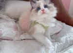 cookie - Ragdoll Kitten For Sale - Riverside&comma; CA&comma; US