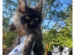 Forever Holmes MCO brown - Maine Coon Kitten For Sale - Waxahachie&comma; TX&comma; US