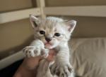 Bengal lynx hybrid kittens - Bengal Kitten For Sale - Battle Ground&comma; WA&comma; US