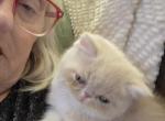 Butters - Exotic Kitten For Sale - Warminster&comma; PA&comma; US