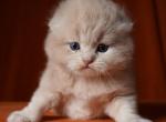 Henry - Scottish Fold Kitten For Sale - North Richland Hills&comma; TX&comma; US