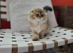 Daysi - Scottish Fold Kitten For Sale - Levittown&comma; PA&comma; US