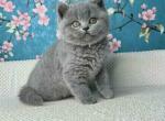 Mary - British Shorthair Kitten For Sale - New York&comma; NY&comma; US