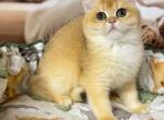 Boy 2 Black Golden Shaded British shorthair - British Shorthair Kitten For Sale - Flushing&comma; NY&comma; US