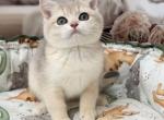Boy 3 Blue Golden British Shorthair - British Shorthair Kitten For Sale - Flushing&comma; NY&comma; US