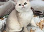 Girl 3 Blue Golden Shaded British Shorthair - British Shorthair Kitten For Sale - Flushing&comma; NY&comma; US