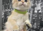 Boy 5 Black Golden Shaded British Shorthair - British Shorthair Kitten For Sale - Flushing&comma; NY&comma; US