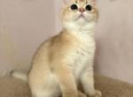 Boy 6 Black Golden Shaded British shorthair - British Shorthair Kitten For Sale - Flushing&comma; NY&comma; US