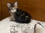Aria Blue Eyed Polydactyl Female - Maine Coon Kitten For Sale - Pylesville&comma; MD&comma; US