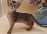 Criks - Abyssinian Kitten For Sale - Norwalk&comma; CT&comma; US