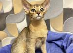 Cleopatra - Abyssinian Kitten For Sale - Norwalk&comma; CT&comma; US