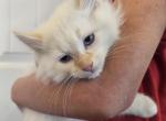 Jaden - Domestic Kitten For Sale - Parker&comma; CO&comma; US