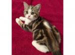 Bandit - Scottish Straight Kitten For Sale - Angier&comma; NC&comma; US