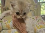 Sonny - British Shorthair Kitten For Sale - Grand Rapids&comma; MI&comma; US
