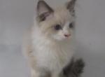Avery - Ragdoll Kitten For Sale - Lebanon&comma; PA&comma; US