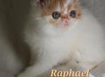 Raphael - Exotic Kitten For Sale - Lemont&comma; IL&comma; US