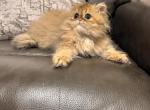 Cici - Persian Kitten For Sale - Plano&comma; TX&comma; US